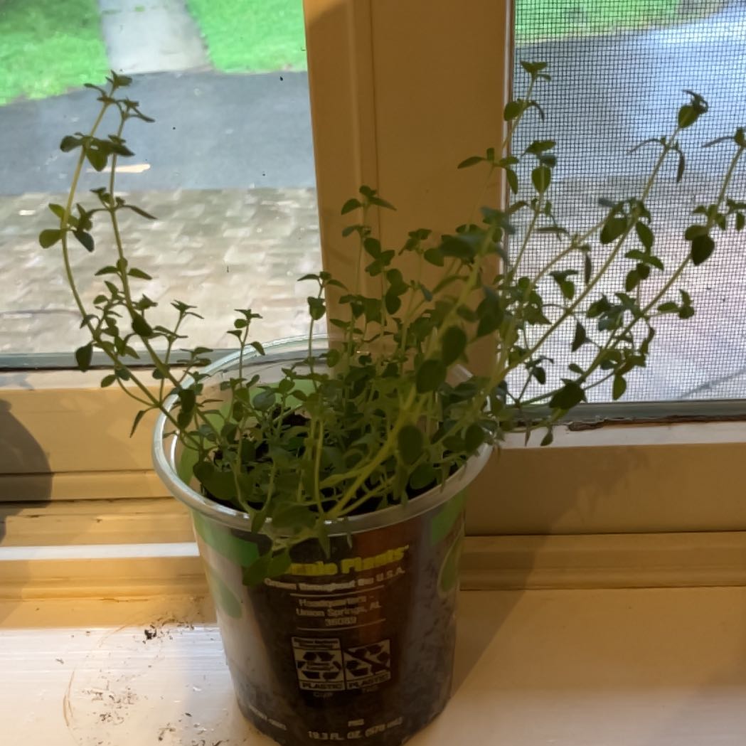 Photo of the plant species English Thyme by @TryFeijoa18 named Peter Parker on Greg, the plant care app