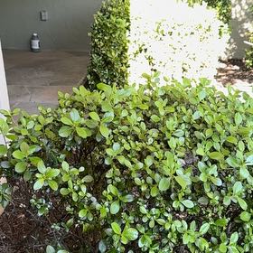 Photo of the plant species Peperomia urvilleana by @SterlingComet50 named Harmony on Greg, the plant care app