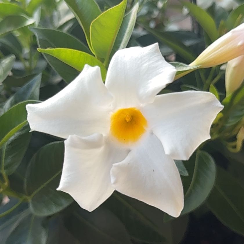 Photo of the plant species Dipladenia 'Rio' by @YeveSkunkbush30 named Mollie on Greg, the plant care app