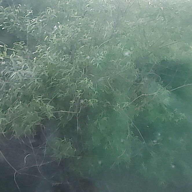 Photo of the plant species Apple Tree by @FullMarshfern89 named Bieber on Greg, the plant care app