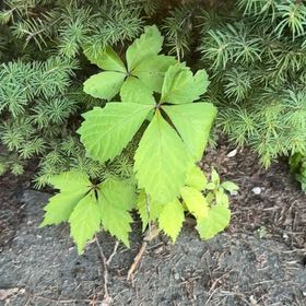 Photo of the plant species Virginia Creeper by @FlawlessLoquat named Kobe on Greg, the plant care app