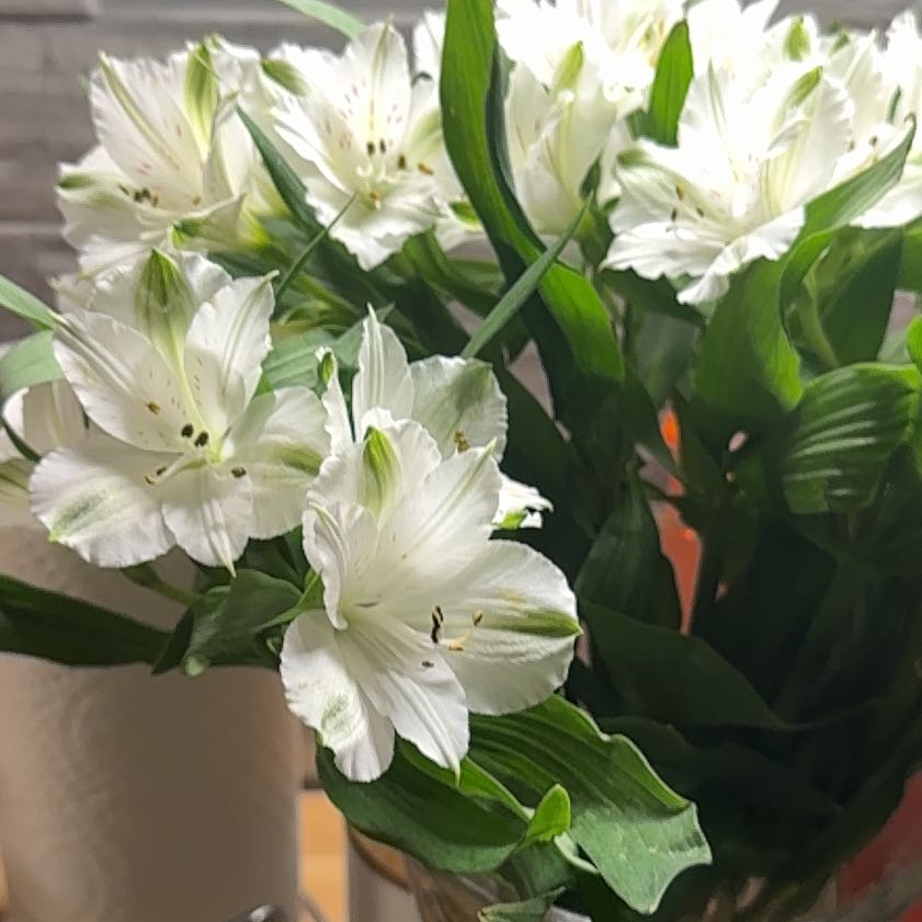 Photo of the plant species Madonna Lily by @FlawlessLoquat named Bigleef Smalls on Greg, the plant care app