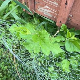 Photo of the plant species White Mulberry by @GrandPapaya39 named Captain Plant-it on Greg, the plant care app