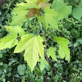 Photo of the plant species American Cranberrybush Viburnum by @GrandPapaya39 named Marilyn on Greg, the plant care app