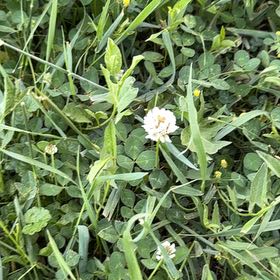 Photo of the plant species Ornamental Clover by @GrandPapaya39 named Diana on Greg, the plant care app