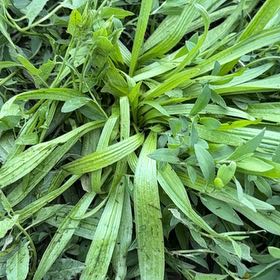 Photo of the plant species Ribwort Plantain by @GrandPapaya39 named Gates on Greg, the plant care app