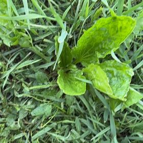 Photo of the plant species Greater Plantain by @GrandPapaya39 named Harmony on Greg, the plant care app