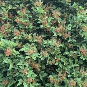 Photo of the plant species Common Ninebark by @GrandPapaya39 named Queen on Greg, the plant care app