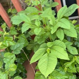 Photo of the plant species American Pokeweed by @GrandPapaya39 named James Dean on Greg, the plant care app