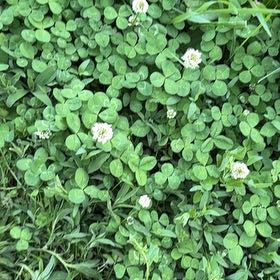 Photo of the plant species Ornamental Clover by @GrandPapaya39 named LiloStitch on Greg, the plant care app
