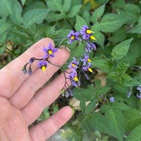 Photo of the plant species Bittersweet by @GrandPapaya39 named Zion on Greg, the plant care app