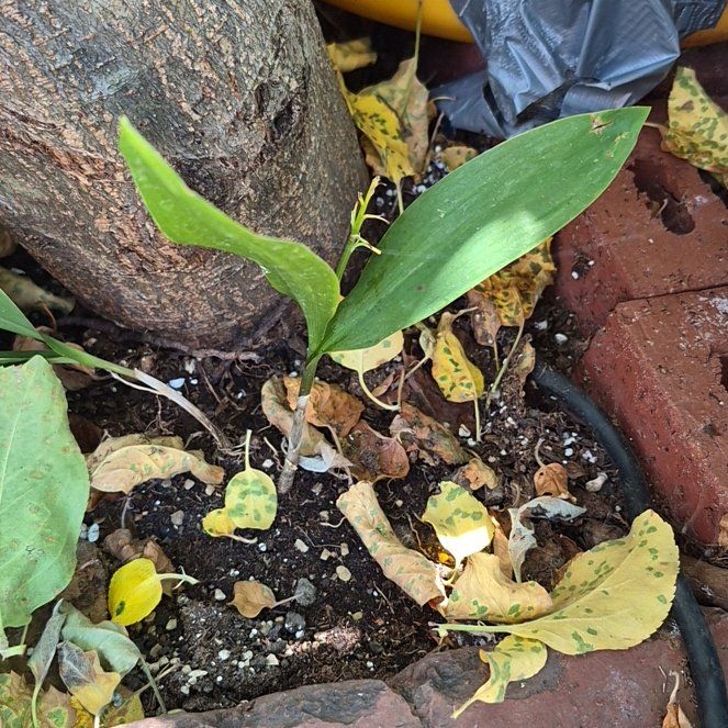 Photo of the plant species May Bells by @TutorGreen54 named LiloStitch on Greg, the plant care app