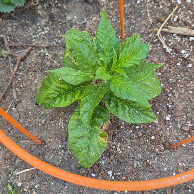 Photo of the plant species Carolina Reaper by @TutorGreen54 named Luna on Greg, the plant care app