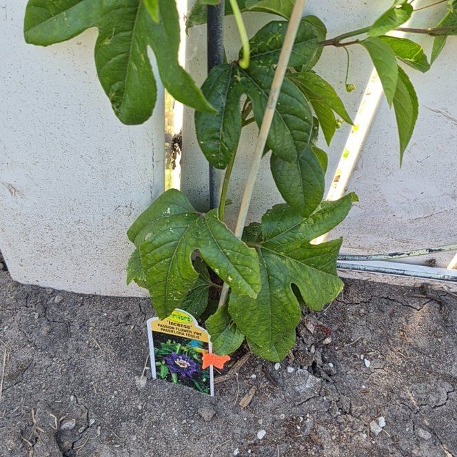 Photo of the plant species Passion Fruit by @TutorGreen54 named Curie on Greg, the plant care app