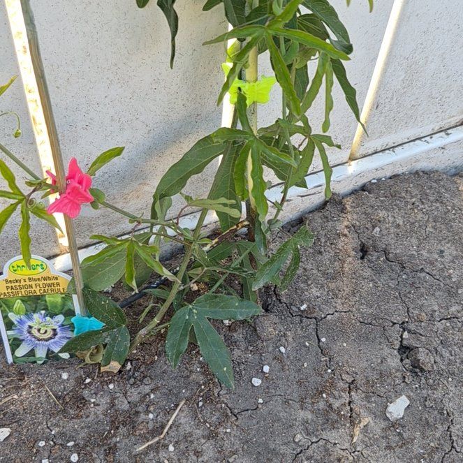 Photo of the plant species Bluecrown Passionflower by @TutorGreen54 named Prince on Greg, the plant care app