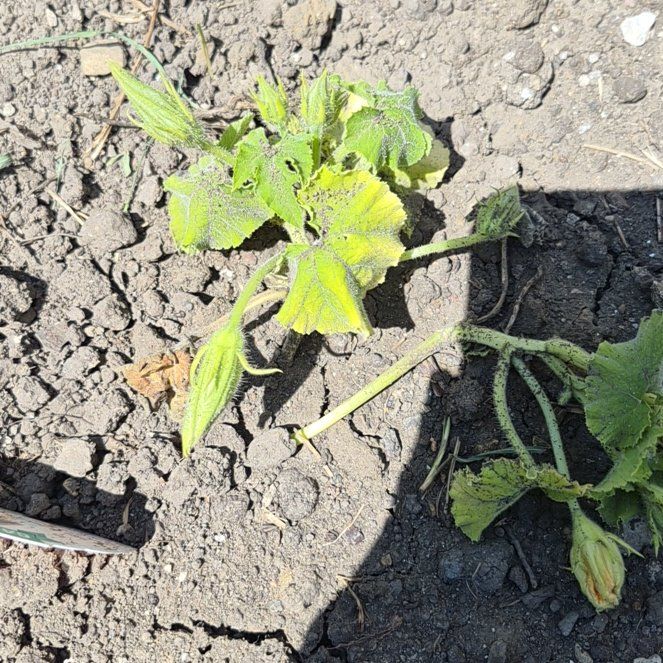 Photo of the plant species Pumpkin by @TutorGreen54 named Aria on Greg, the plant care app