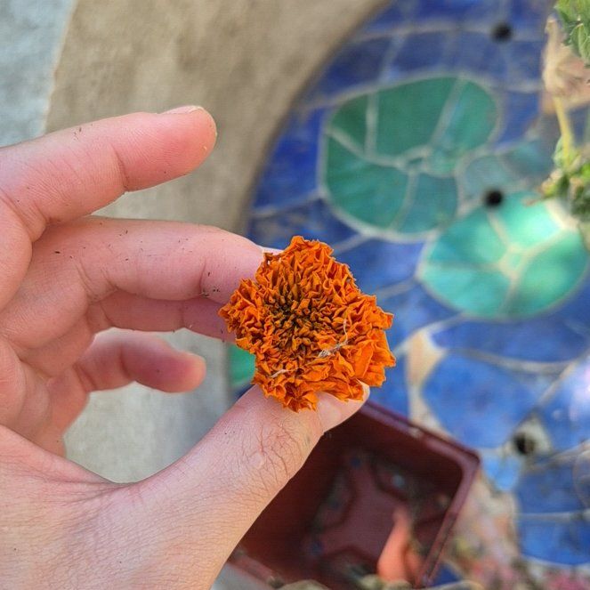 Photo of the plant species African Marigold 'Inca II Gold' by @TutorGreen54 named Zeus on Greg, the plant care app