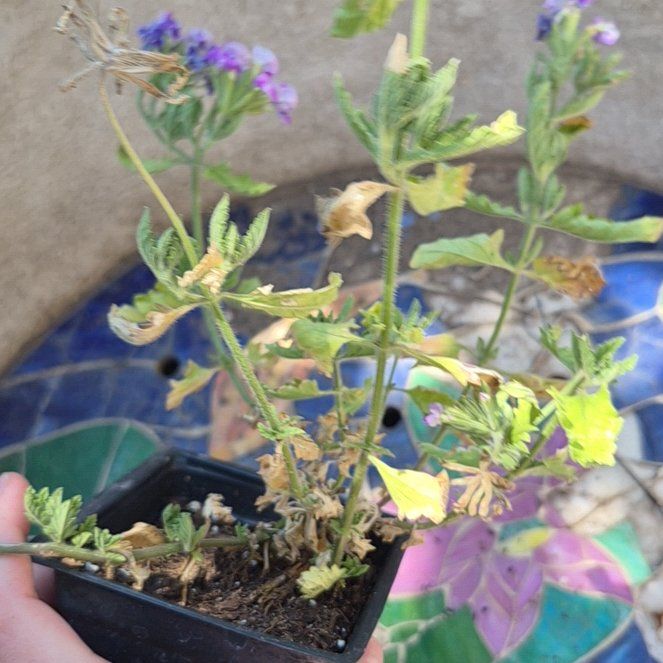 Photo of the plant species Dakota Mock Vervain by @TutorGreen54 named Forrest on Greg, the plant care app