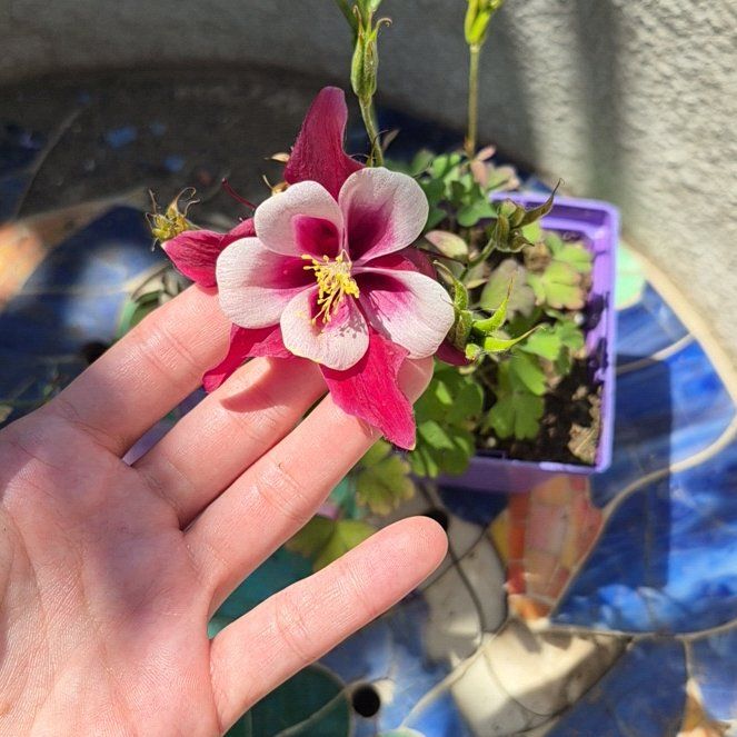 Photo of the plant species Common Columbine by @TutorGreen54 named da Vinci on Greg, the plant care app