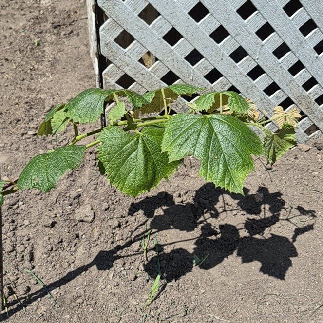Photo of the plant species Mustang Grape by @TutorGreen54 named Bodhi on Greg, the plant care app