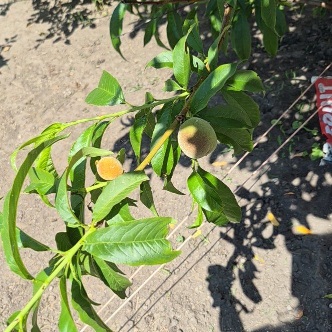 Photo of the plant species Prunus Persica by @TutorGreen54 named ChloroPhil on Greg, the plant care app