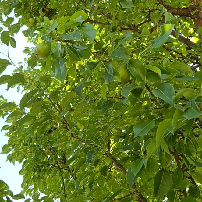 Photo of the plant species Common Pear by @TutorGreen54 named Einstein on Greg, the plant care app
