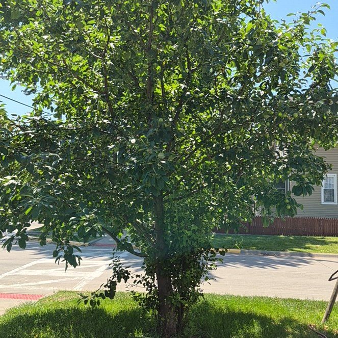 Photo of the plant species Apple by @TutorGreen54 named Zion on Greg, the plant care app