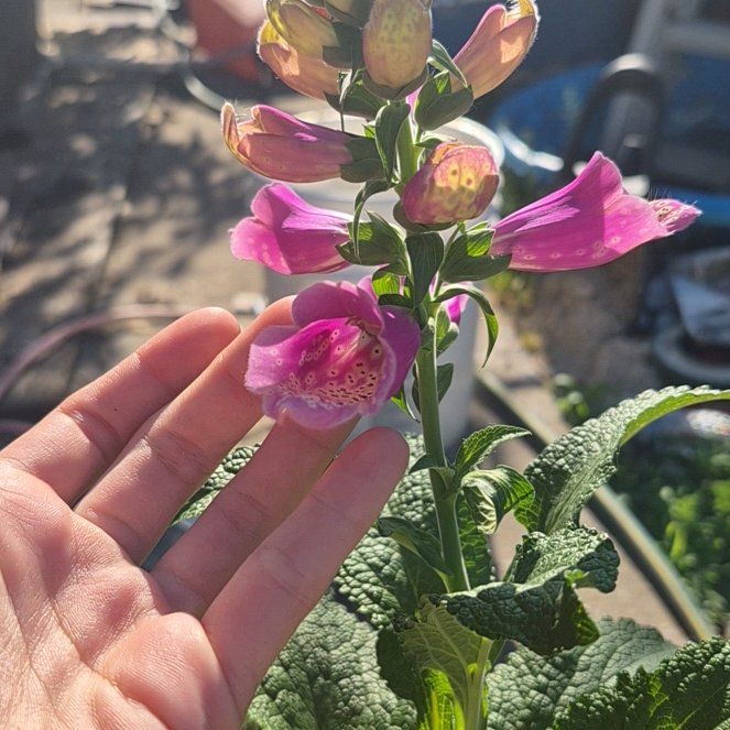 Photo of the plant species Purple Foxglove by @TutorGreen54 named James Dean on Greg, the plant care app