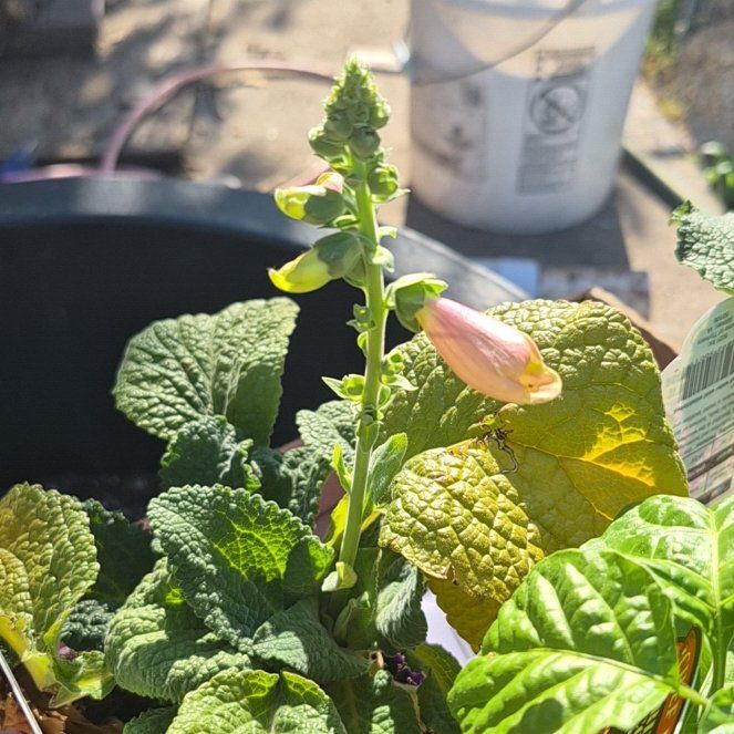 Photo of the plant species Dalmatian Peach Foxglove by @TutorGreen54 named Surya on Greg, the plant care app