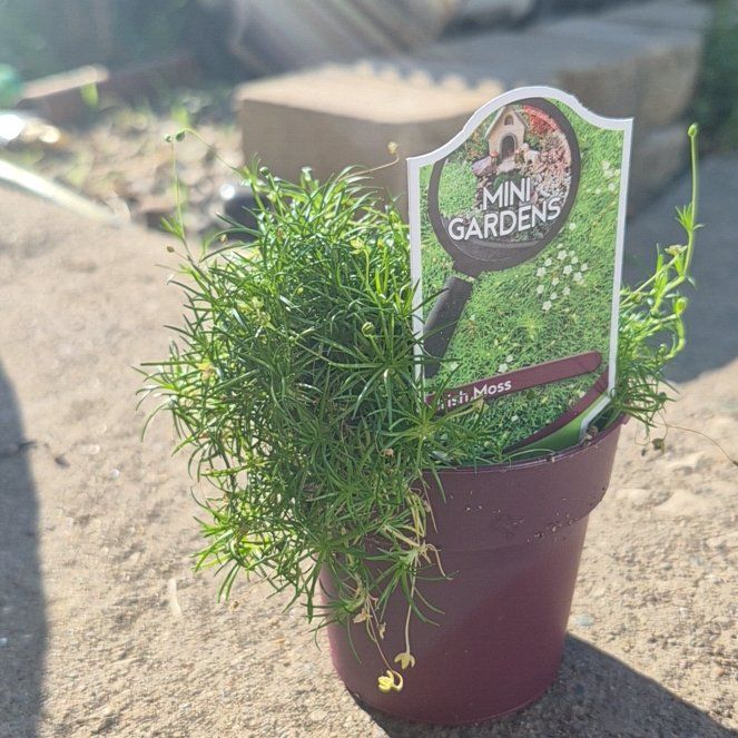 Photo of the plant species Sagina Subulata by @TutorGreen54 named Planty on Greg, the plant care app