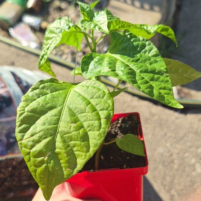 Photo of the plant species Trinidad Moruga Scorpion by @TutorGreen54 named Girlfrond on Greg, the plant care app