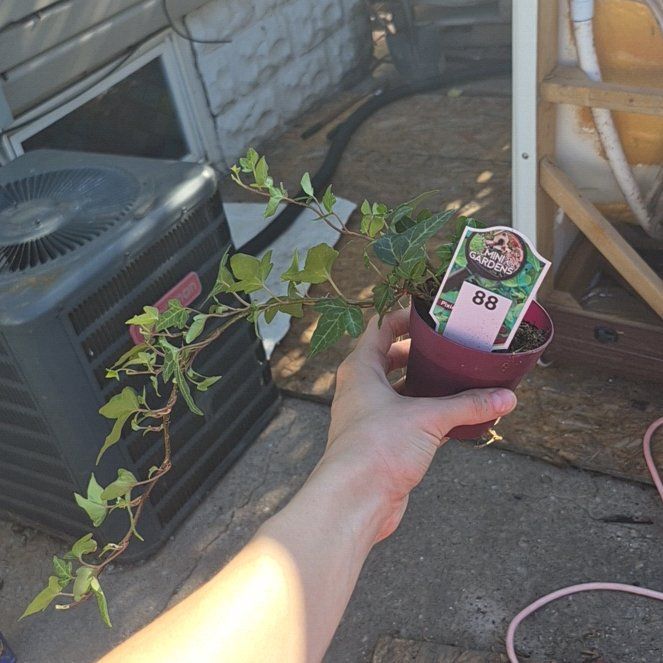 Photo of the plant species Pixie Dixie Ivy by @TutorGreen54 named Madonna on Greg, the plant care app
