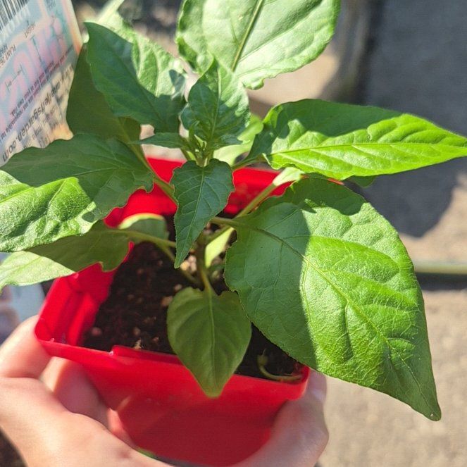Photo of the plant species Ghost Pepper by @TutorGreen54 named Lebron on Greg, the plant care app