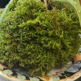 Photo of the plant species Cypress-Leaved Plait Moss by @GemSoftbrome73 named Daphne on Greg, the plant care app