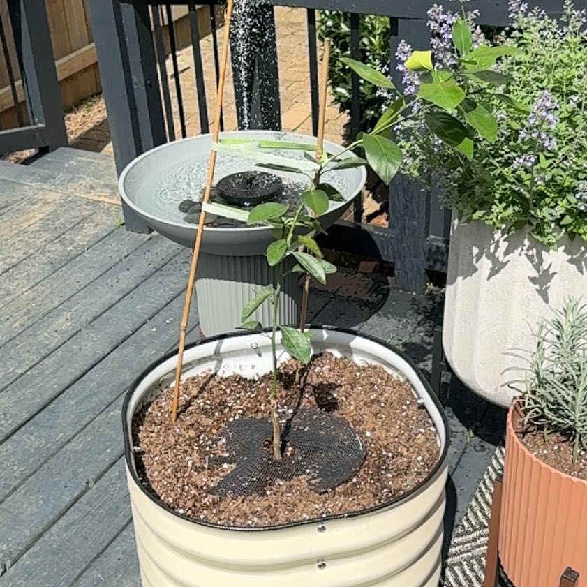 Photo of the plant species Cara Cara Orange Tree by @VipSedge75 named Emerson on Greg, the plant care app