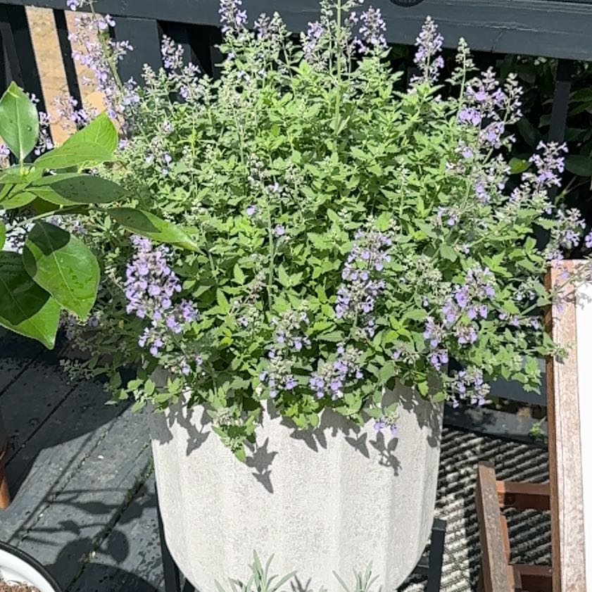 Photo of the plant species Catmint by @VipSedge75 named Surya on Greg, the plant care app