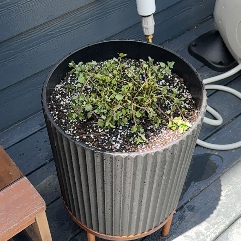 Photo of the plant species Peppermint by @VipSedge75 named Peter Parker on Greg, the plant care app
