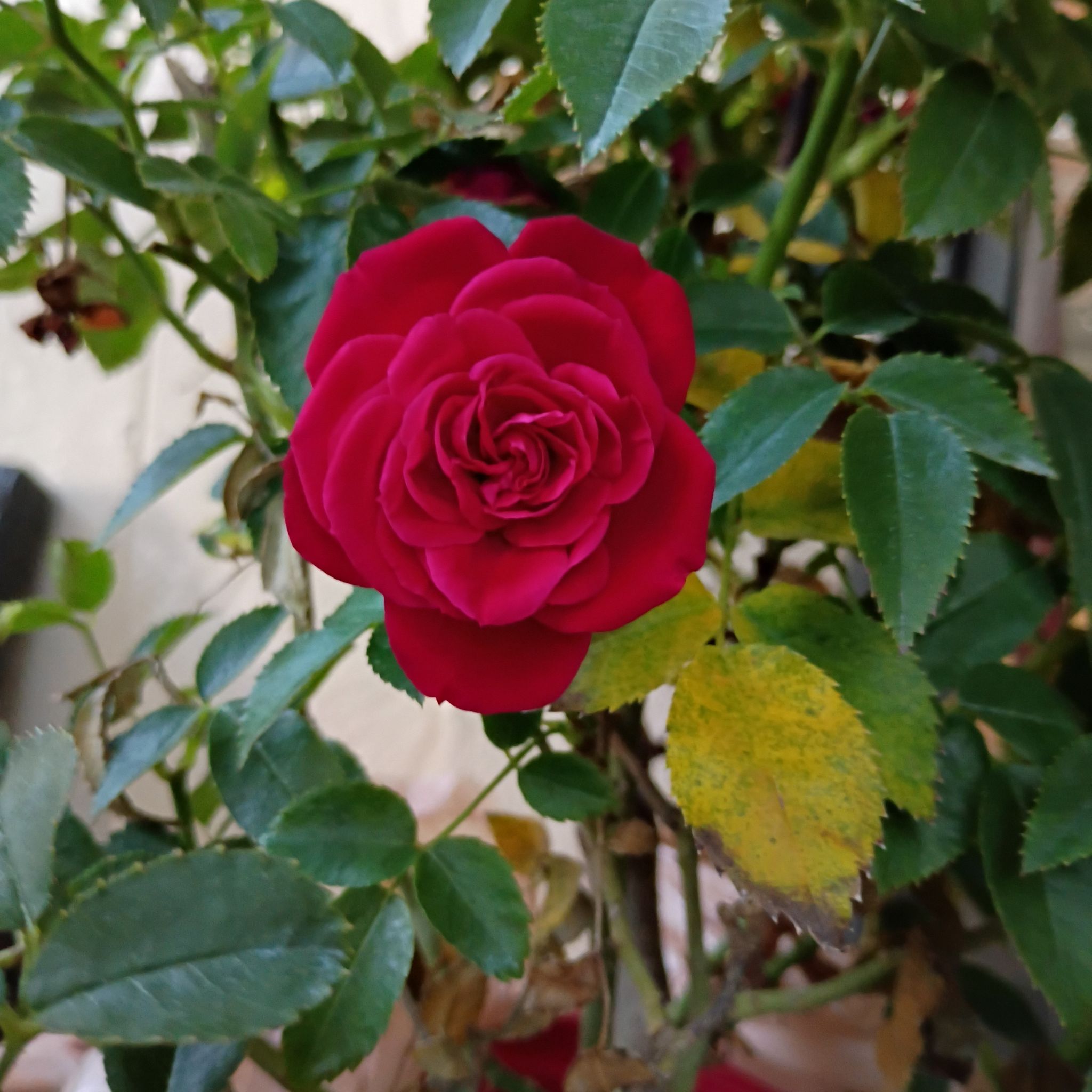 Photo of the plant species Common Primrose by @HotSilktree66 named Roses on Greg, the plant care app