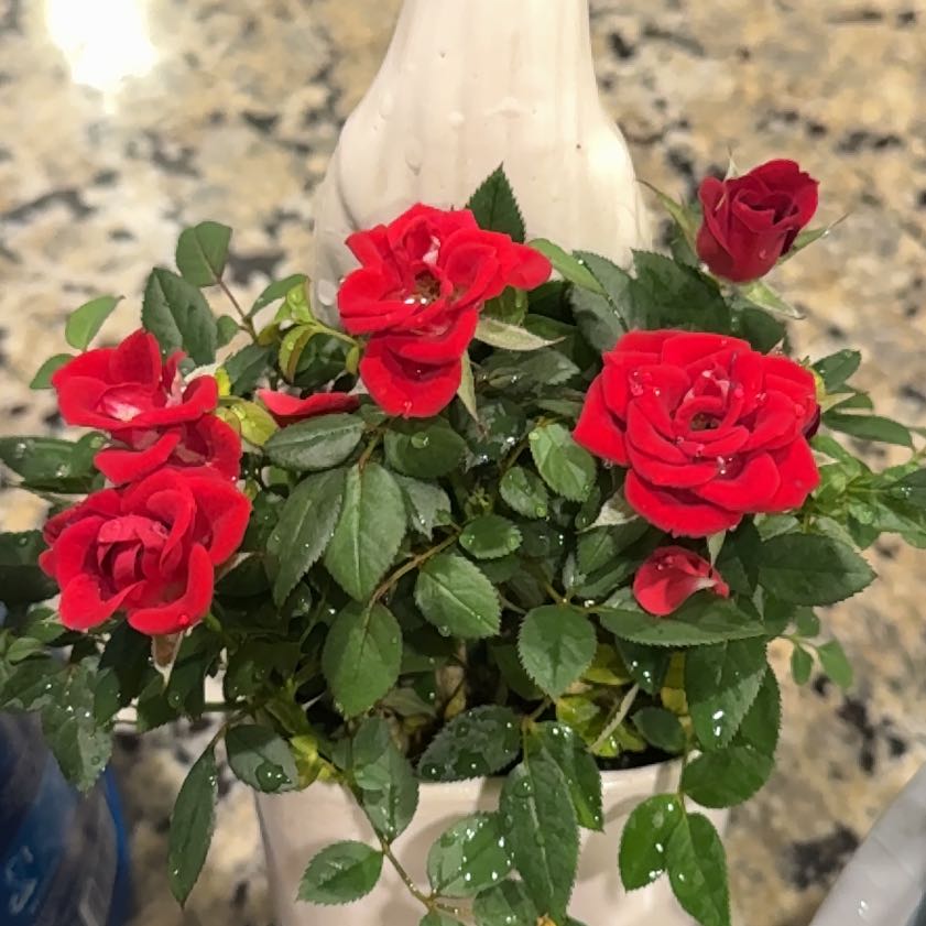 Photo of the plant species Mini Rose by @SaluteRedfir53 named Osmo on Greg, the plant care app
