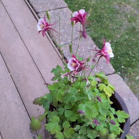 Photo of the plant species European Columbine by @ChiefBlinks80 named Rainier on Greg, the plant care app