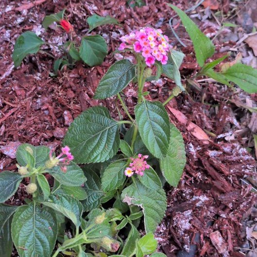 Photo of the plant species Yellow Sage by @ChiefBlinks80 named Khaleesi on Greg, the plant care app