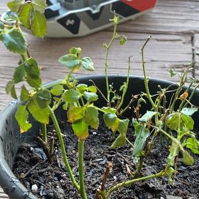 Photo of the plant species Multiflora Rose by @BriMoneyG named Dax on Greg, the plant care app
