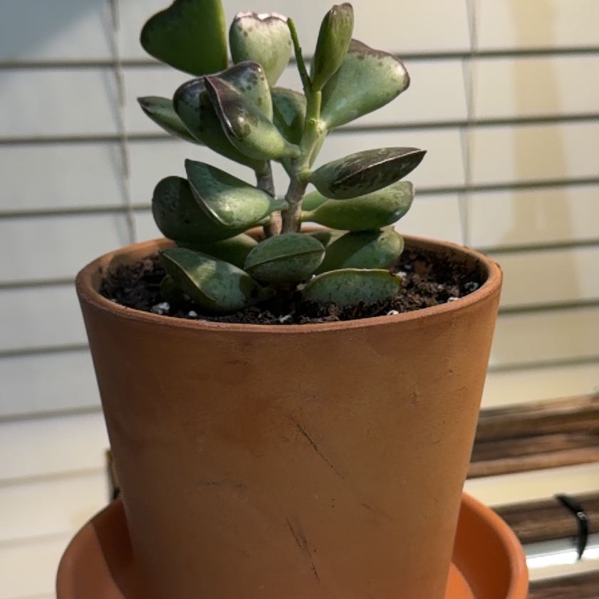 Photo of the plant species Calico Heart by @HeirTutu84 named da Vinci on Greg, the plant care app
