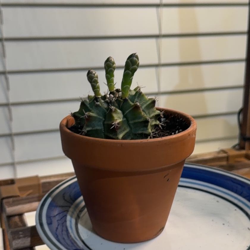 Photo of the plant species Variegated Moon Cactus by @HeirTutu84 named Drake on Greg, the plant care app