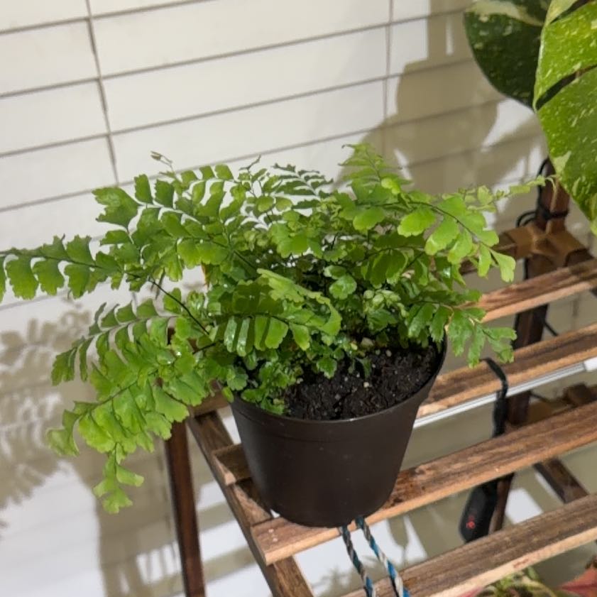 Photo of the plant species Northern Maidenhair Fern by @HeirTutu84 named ChloroPhil on Greg, the plant care app