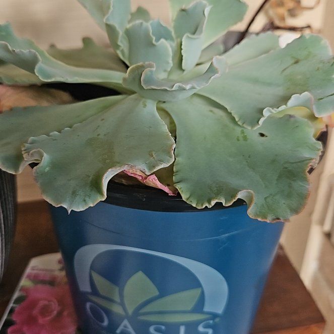 Photo of the plant species Echeveria 'Sahara' by @InspiredDaisy97 named Sahara on Greg, the plant care app