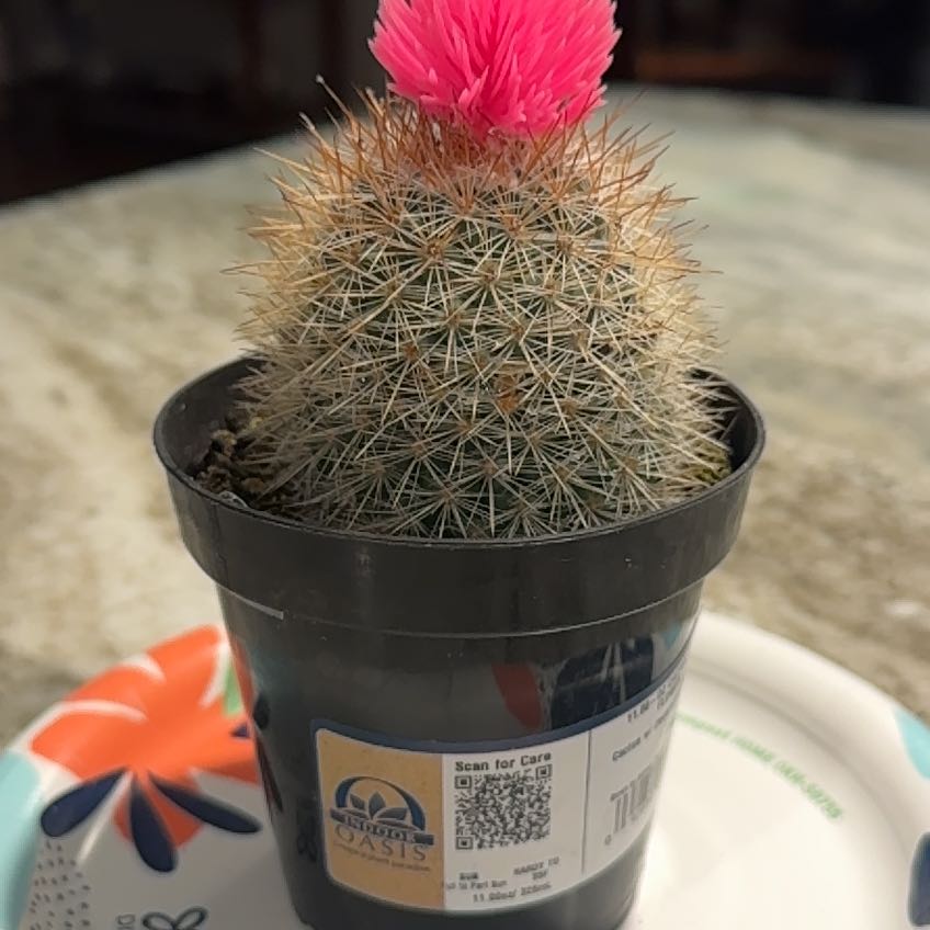 Photo of the plant species Mammillaria densispina by @ShrewdAgboy56 named Cali on Greg, the plant care app