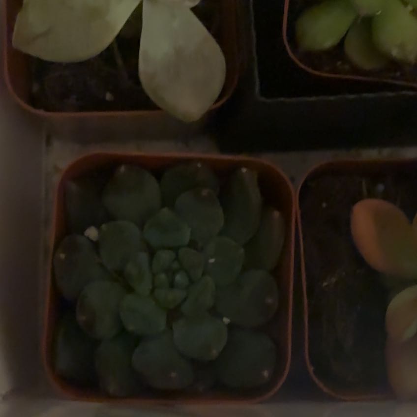 Photo of the plant species Purdy's Stonecrop by @JuicyLoquat41 named Michelle Branch on Greg, the plant care app