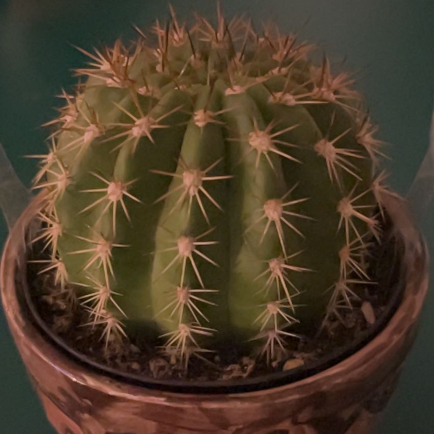 Photo of the plant species Trichocereus grandiflorus Hybrid by @FitSoursop91 named Sol on Greg, the plant care app