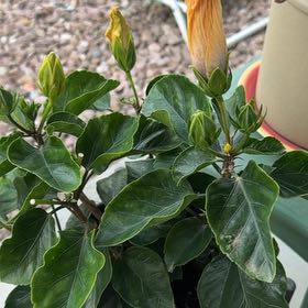Photo of the plant species Sunset Hibiscus by @TopRedlog53 named Curie on Greg, the plant care app